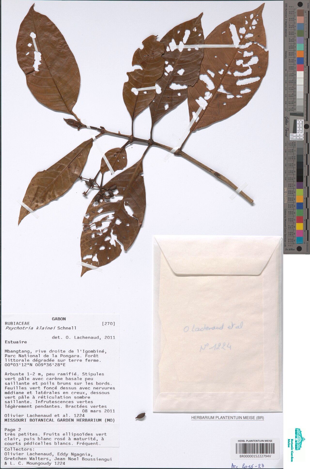 Psychotria kivuensis — houseplant care guide