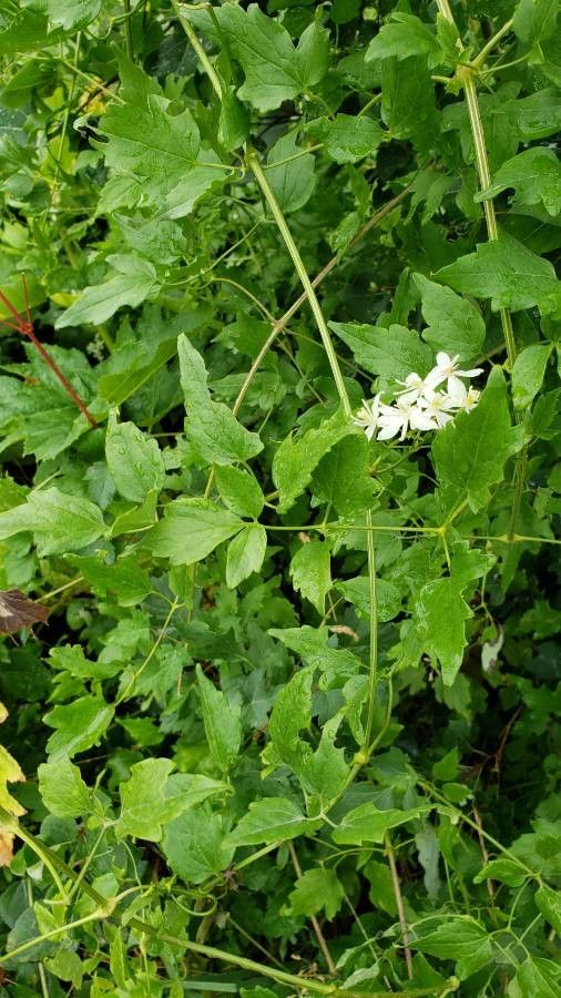 Clematis ligusticifolia — search result for 'Clematis'