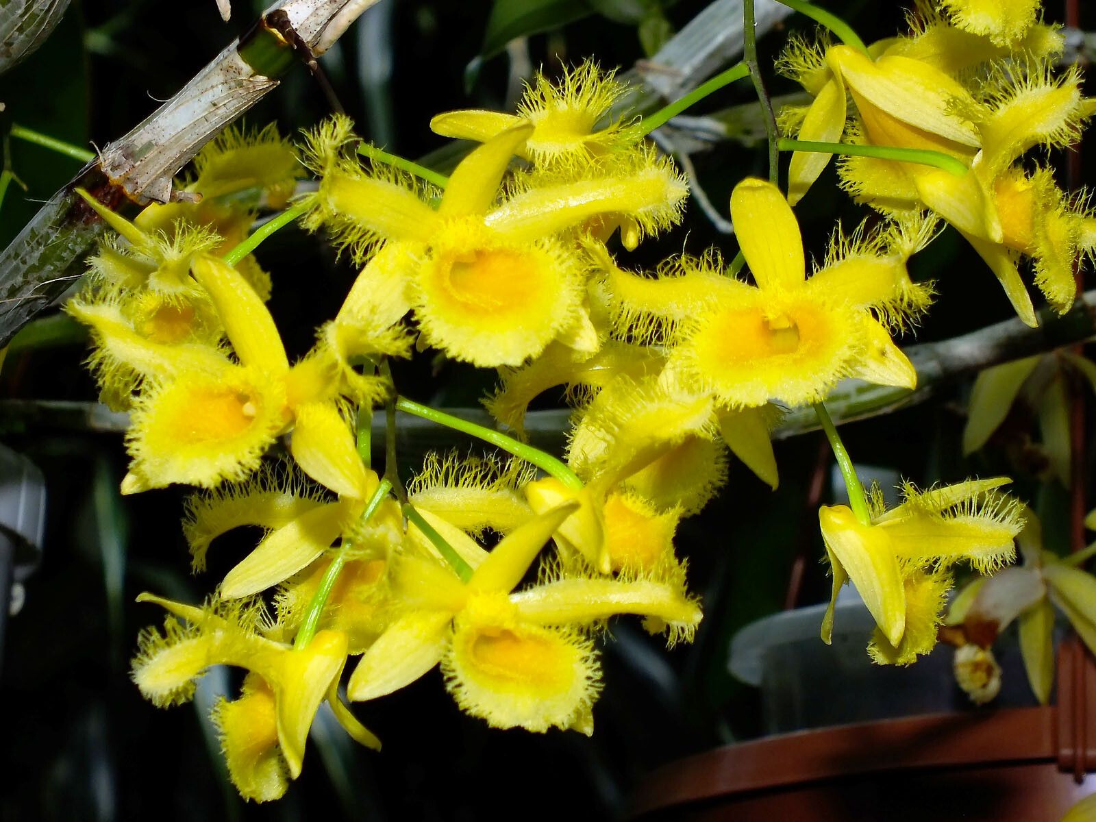 Dendrobium harveyanum habit