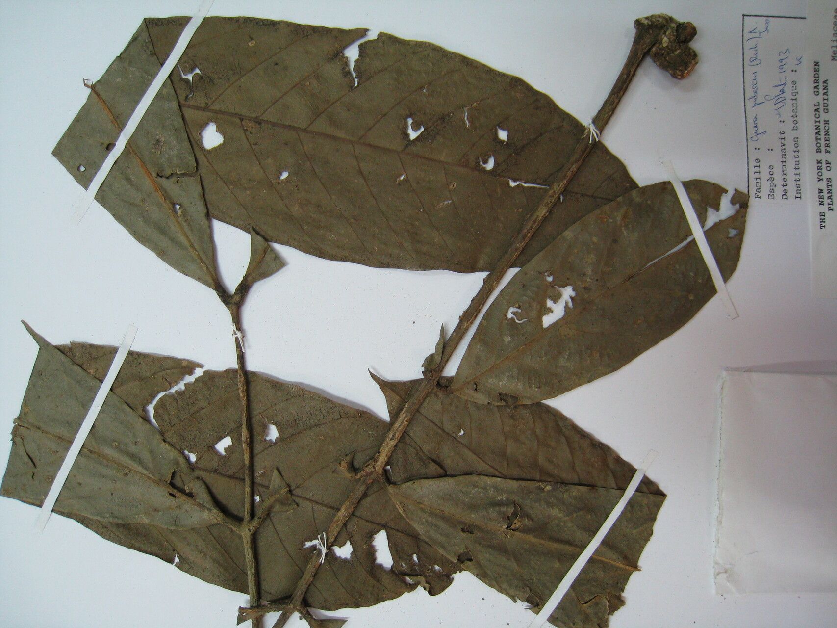 Guarea pubescens other