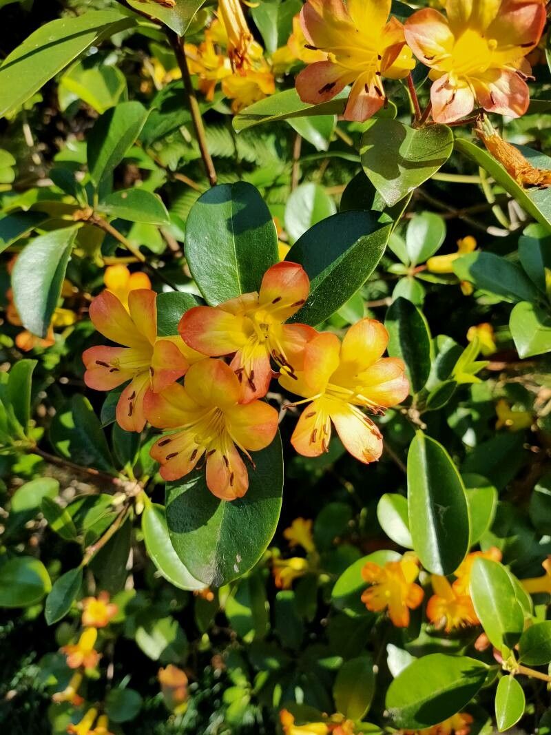 Rhododendron macgregoriae — search result for 'Papua New Guinea'