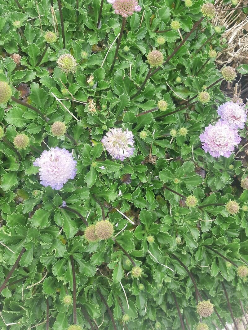 Sixalix farinosa flower