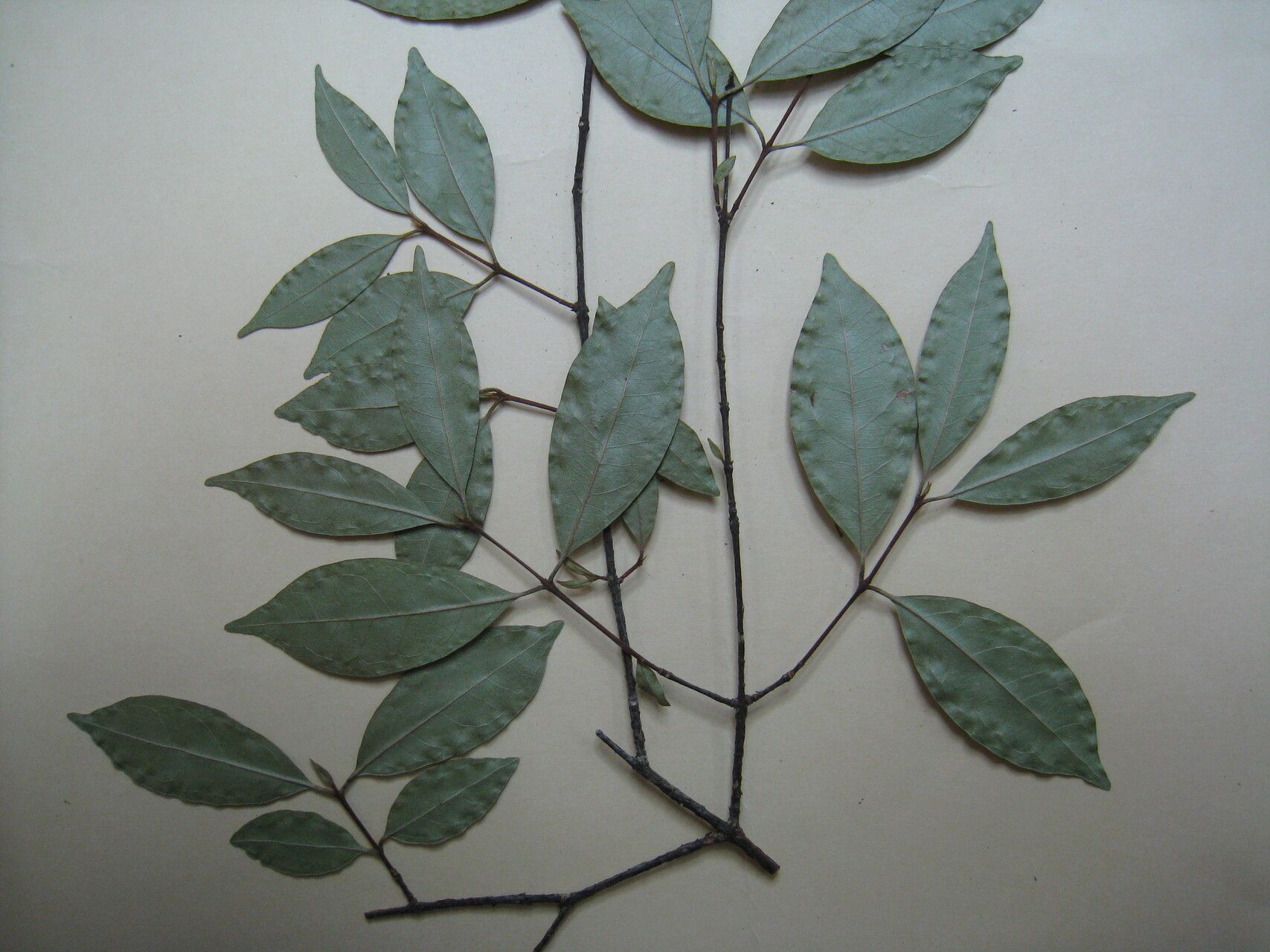 Eugenia patrisii other