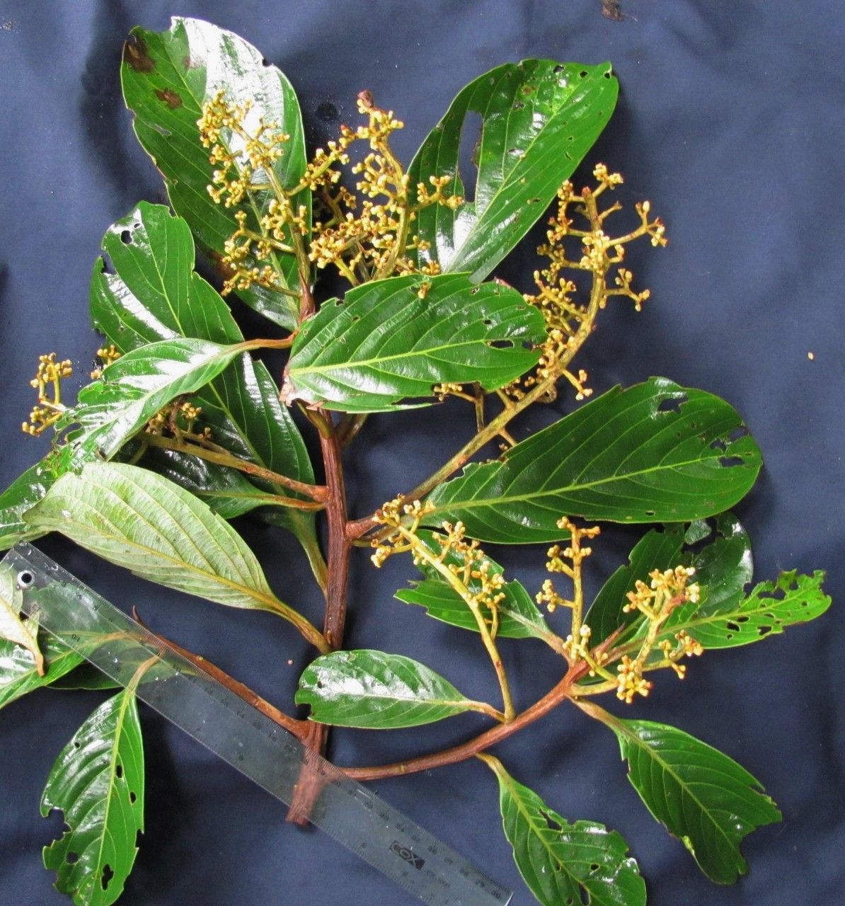 Ocotea stenoneura other