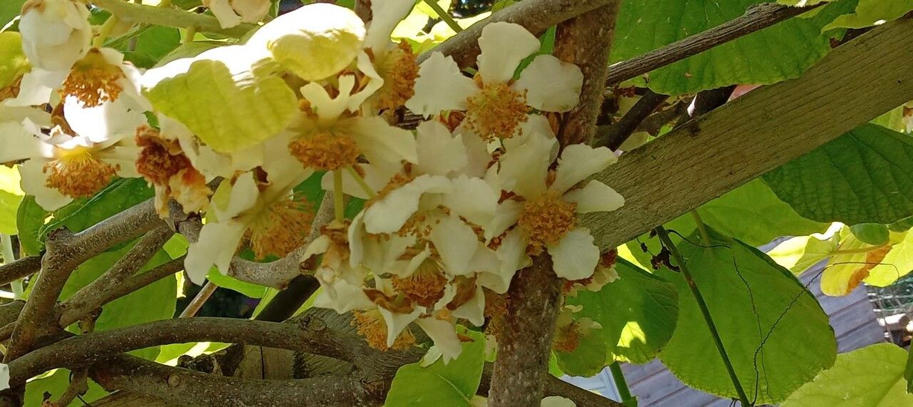 Actinidia deliciosa flower