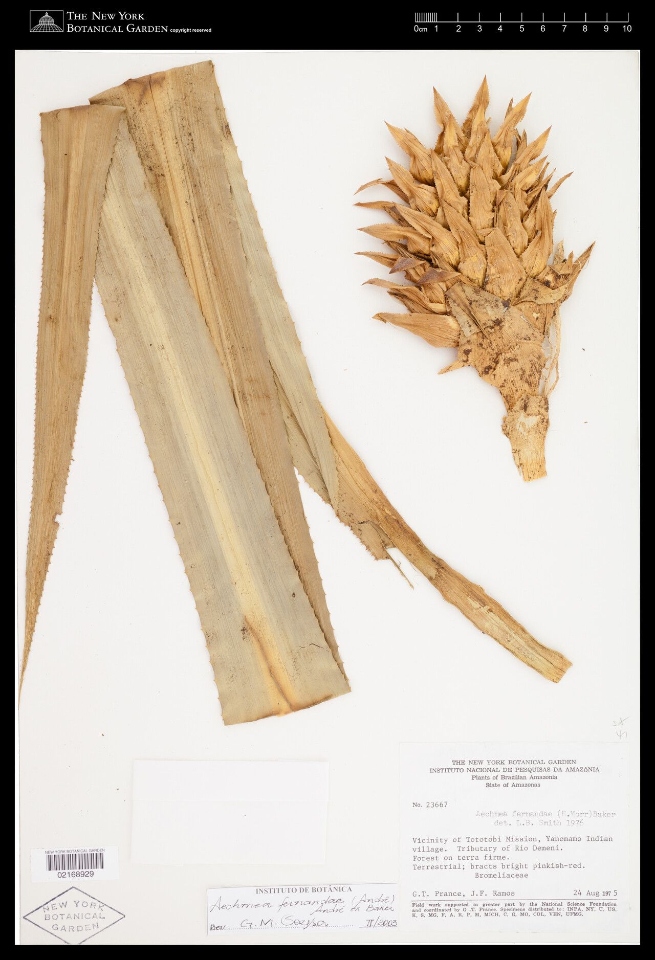 Aechmea fernandae fruit