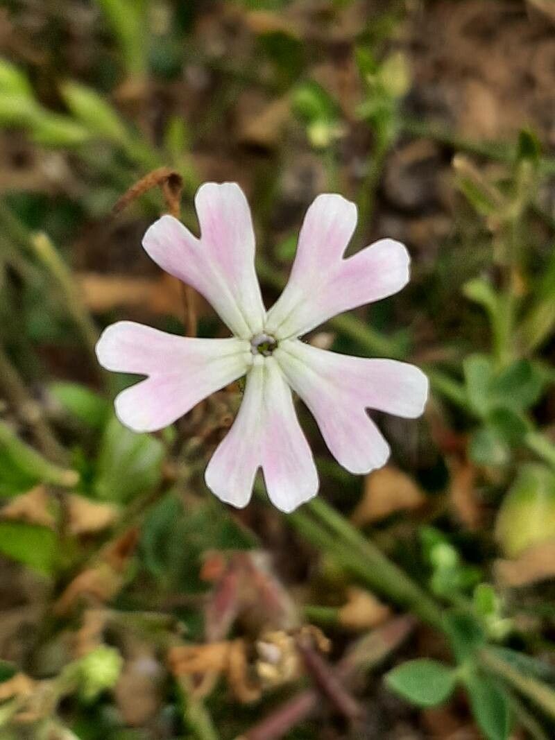Silene sericea flower
