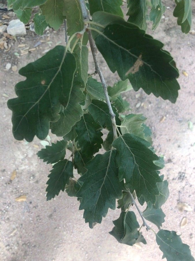 Quercus ithaburensis leaf