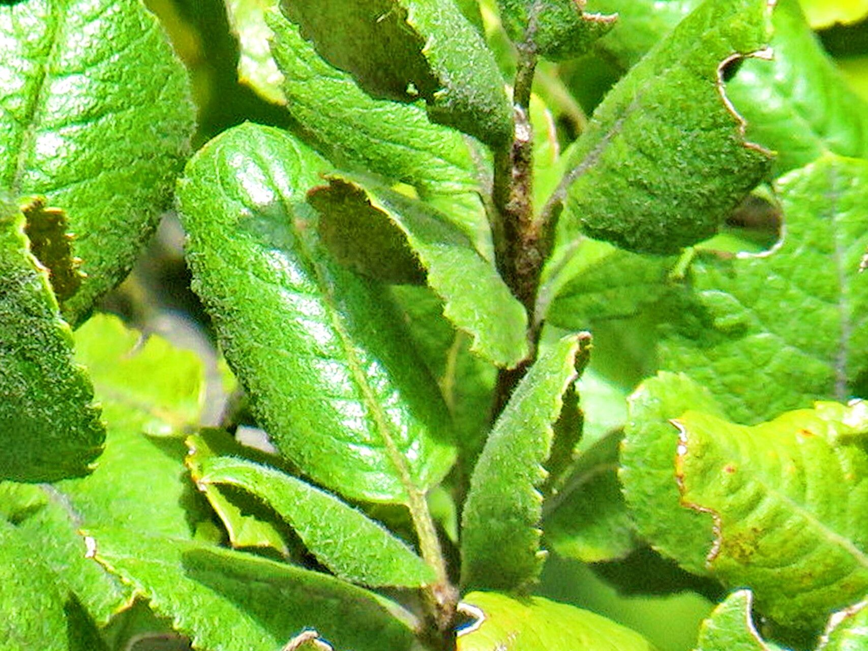 Hesperomeles goudotiana — related species from the same genus