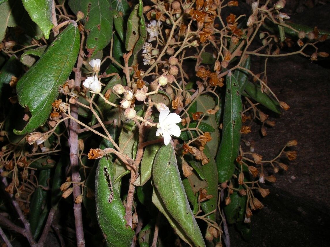 Dombeya dichotoma — houseplant care guide