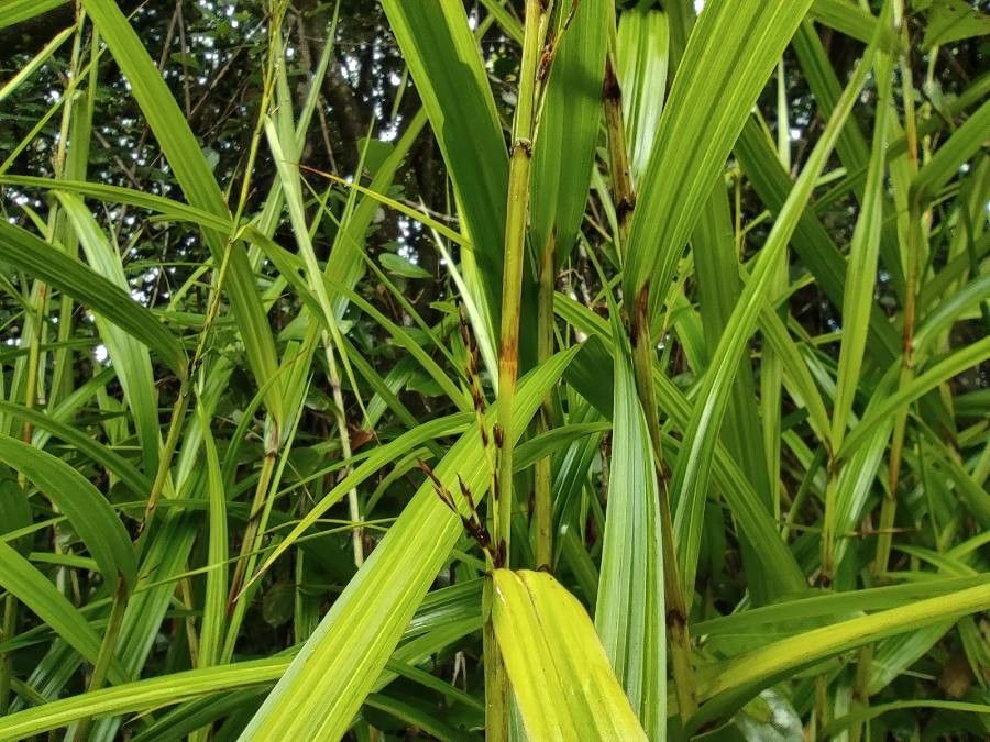 Scleria sieberi flower