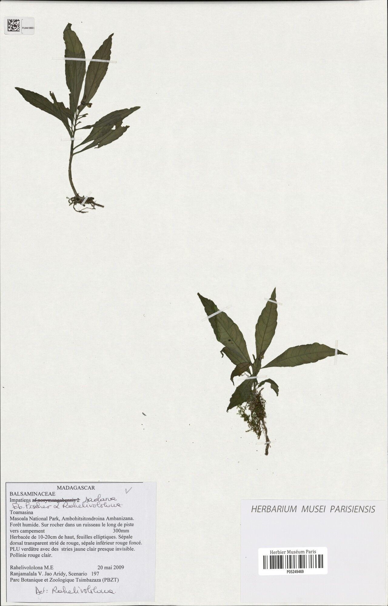 Impatiens saolana — houseplant care guide