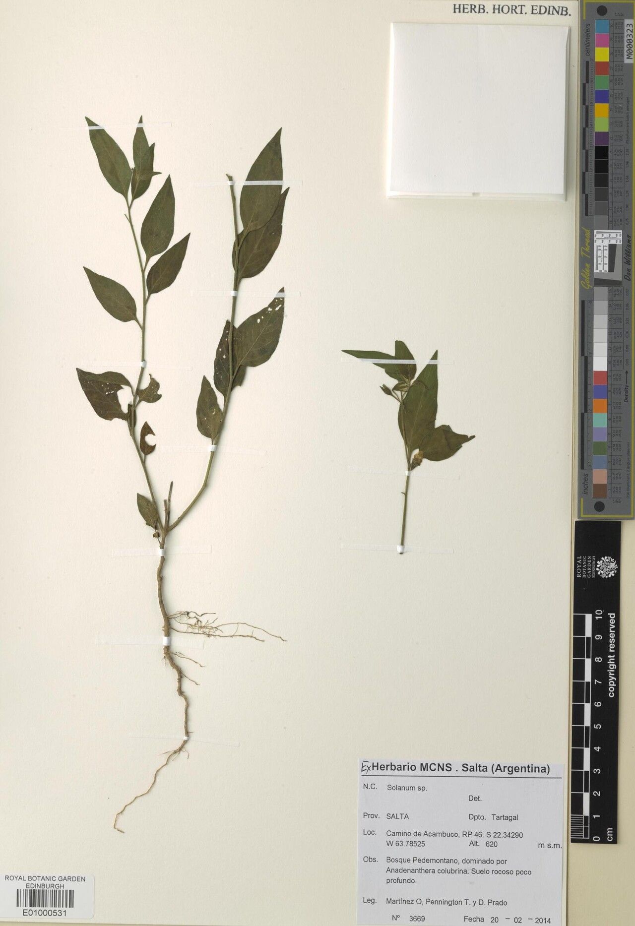 Solanum turneroides — houseplant care guide