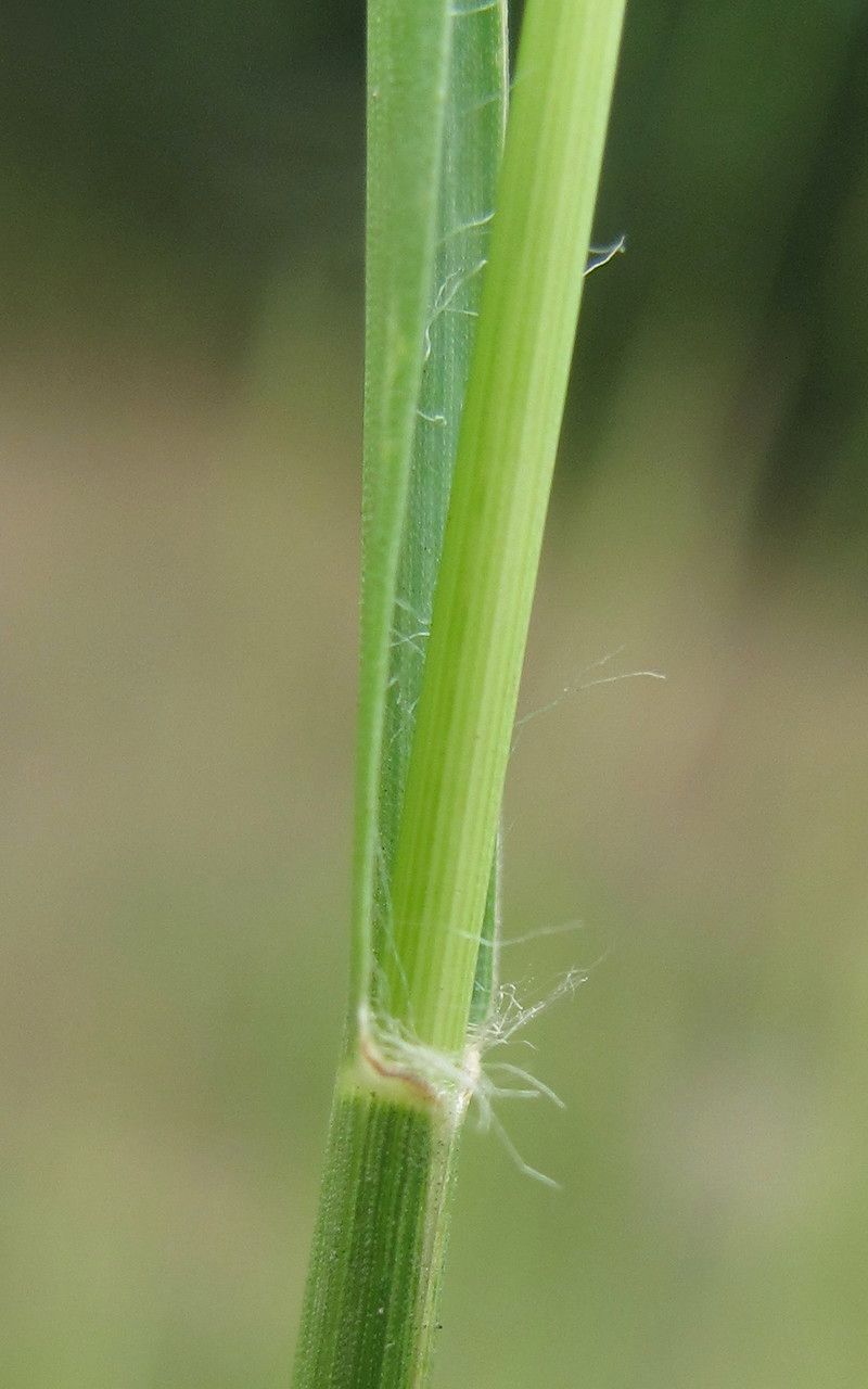 Setaria parviflora bark