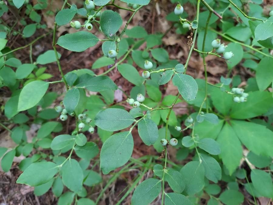 Vaccinium pallidum leaf