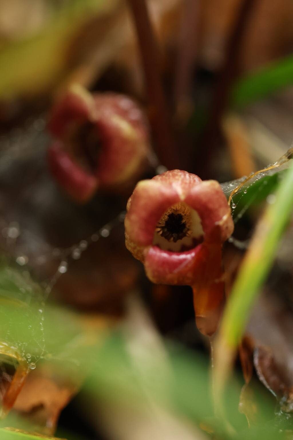 Asarum heterotropoides — search result for 'Asarum'