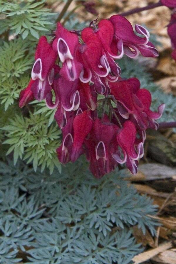 Dicentra uniflora — search result for 'Dicentra'