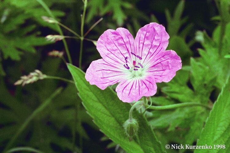 Geranium yesoense — houseplant care guide