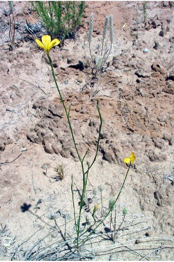 Linum aristatum habit