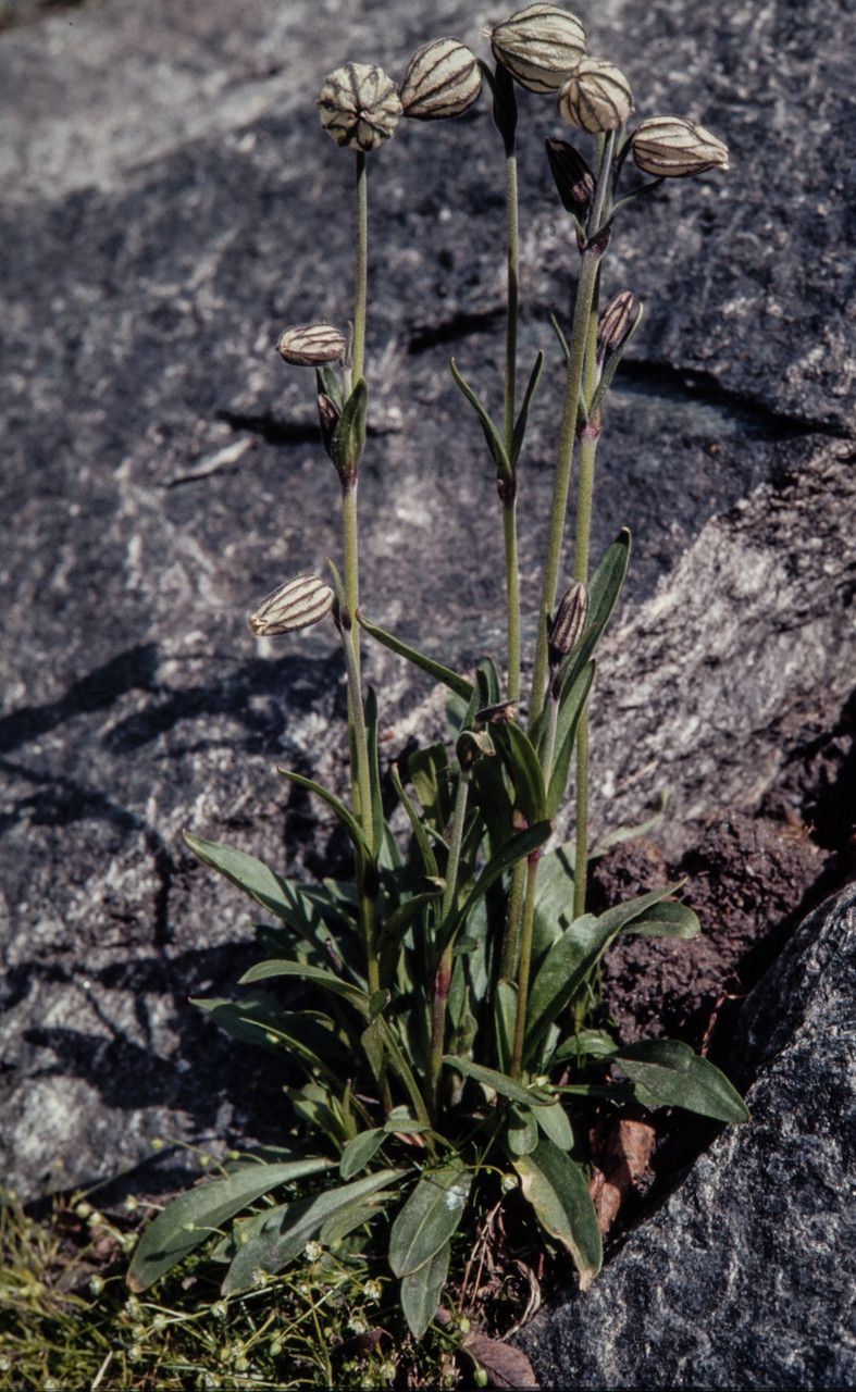 Silene uralensis habit