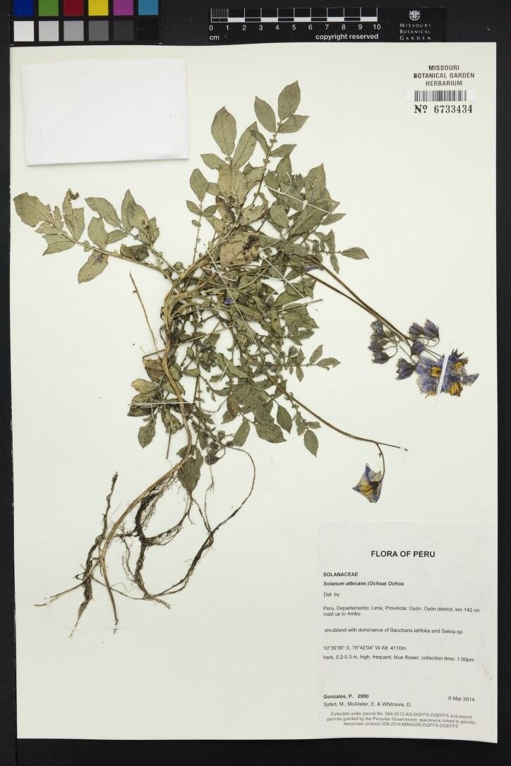 Solanum albicans — houseplant care guide