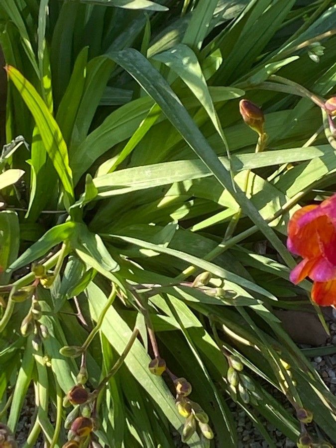 Freesia x hybrida — search result for 'Freesia'