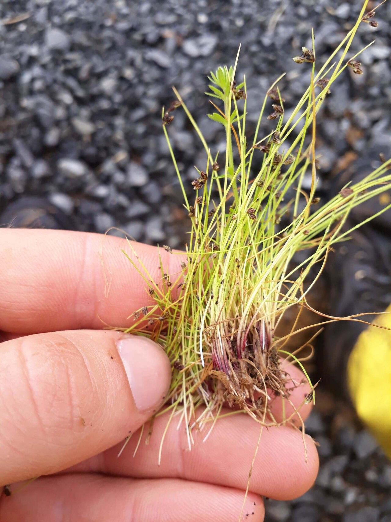 Isolepis sepulcralis — houseplant care guide