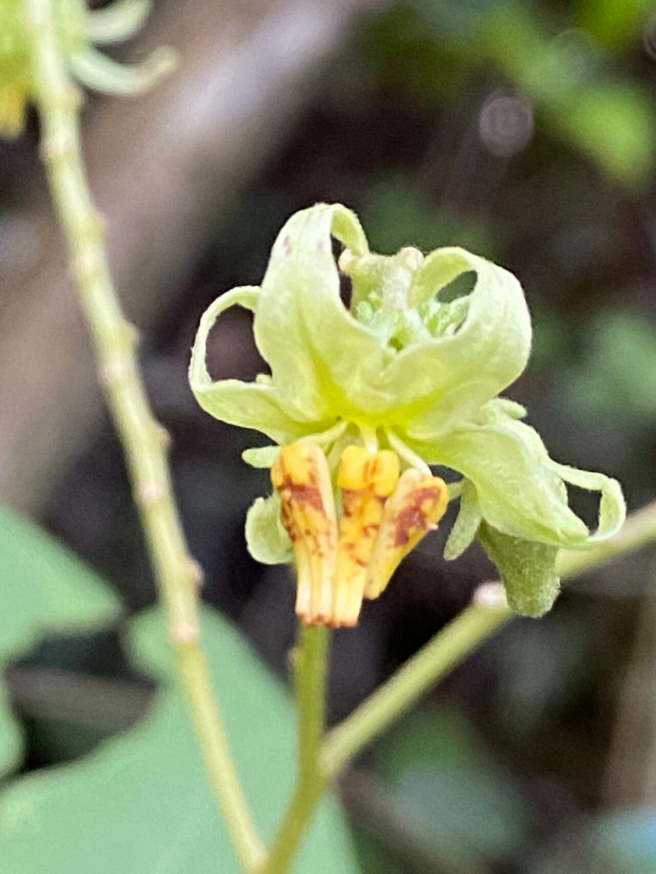 Solanum insidiosum flower