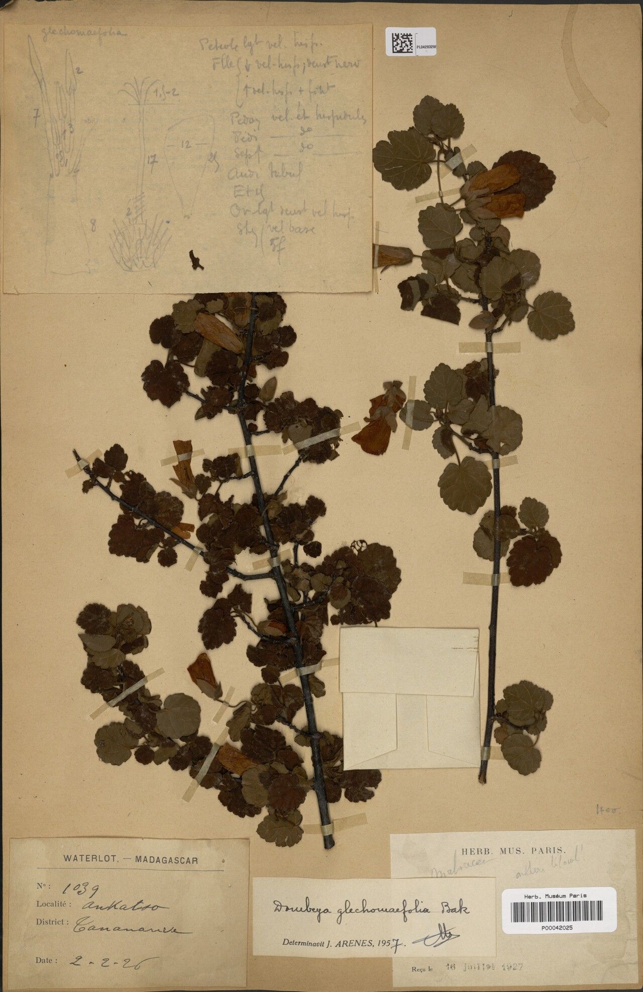 Dombeya glechomifolia — houseplant care guide