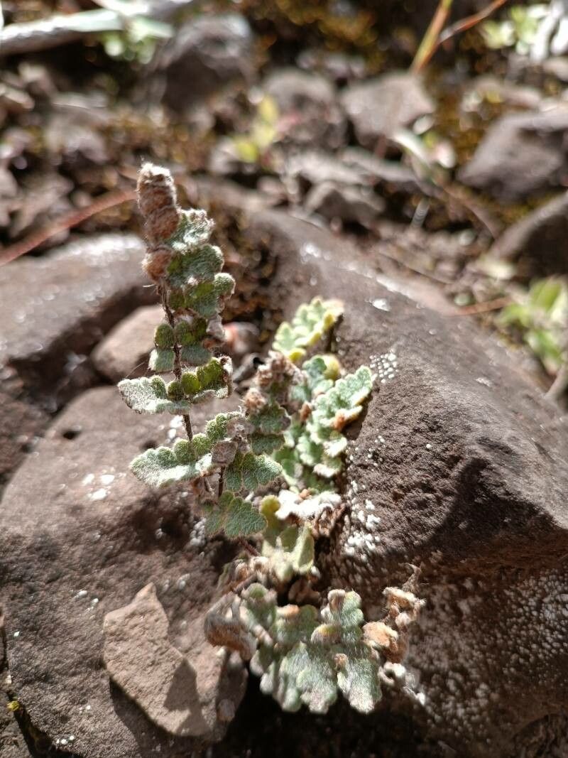 Hemionitis parryi leaf