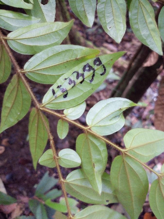 Strychnos tomentosa — houseplant care guide