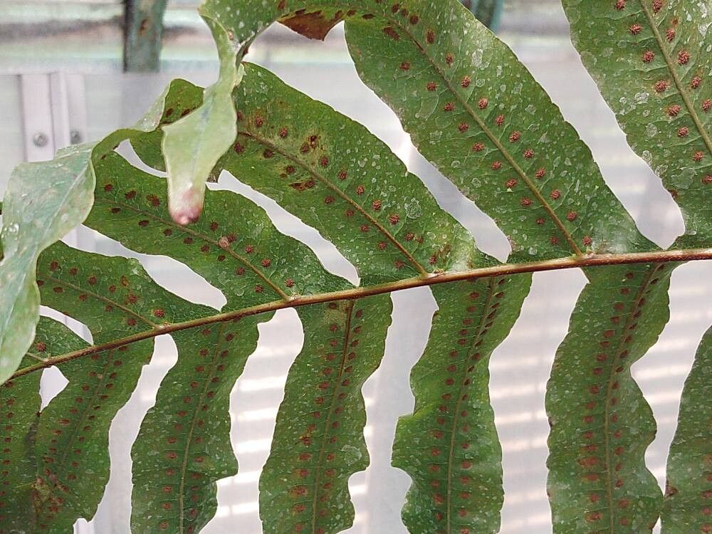 Drynaria laurentii leaf