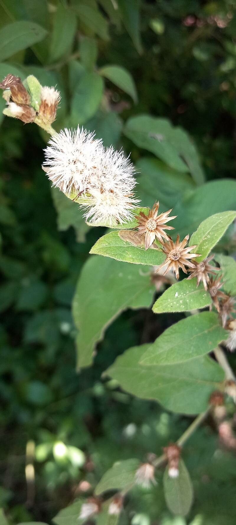 Lepidaploa arborescens fruit