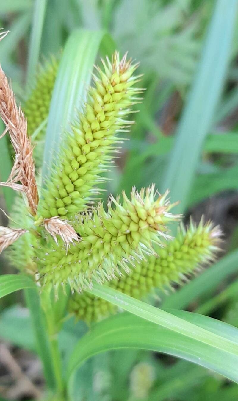 Carex polysticha fruit