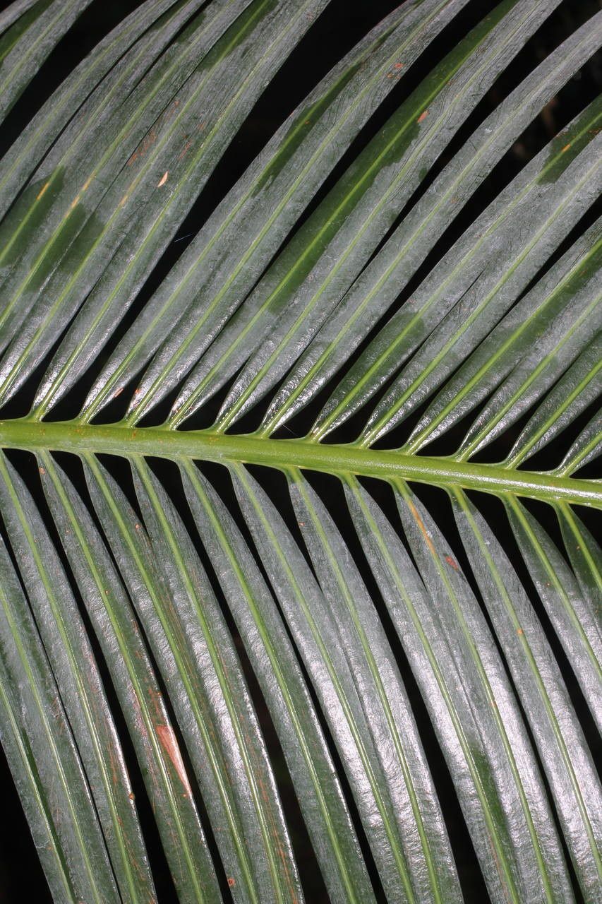 Cycas szechuanensis leaf