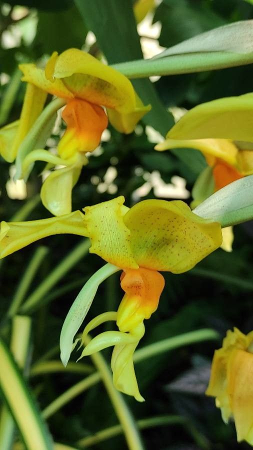 Stanhopea warszewicziana flower