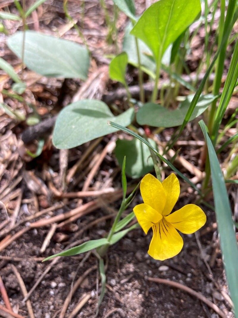 Viola bakeri — search result for 'Viola'