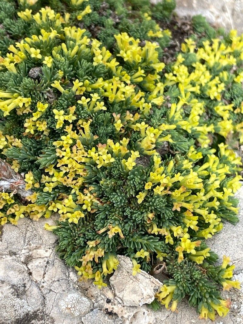 Thymelaea granatensis flower