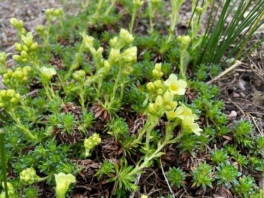 Saxifraga aretioides flower
