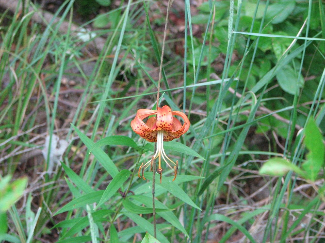 Lilium superbum habit