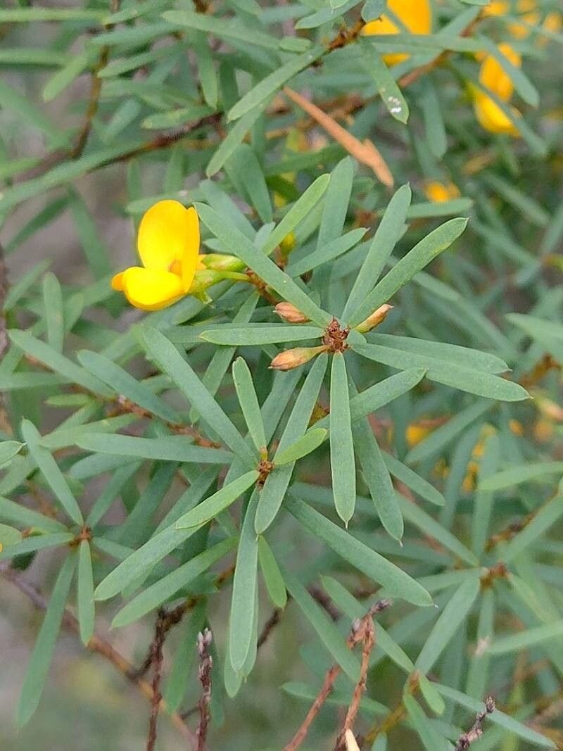 Pultenaea flexilis — related species from the same genus