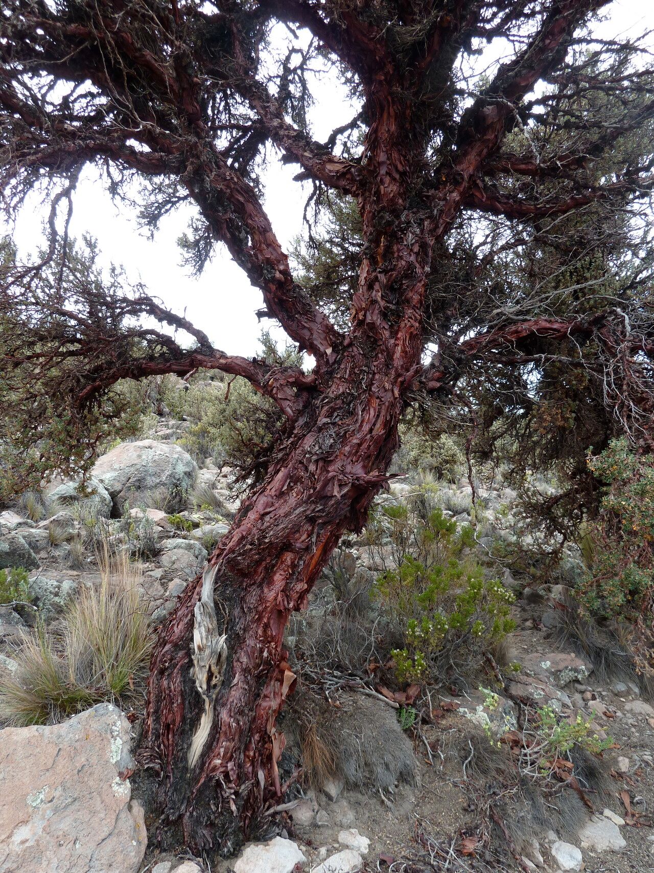 Polylepis tarapacana — related species from the same genus