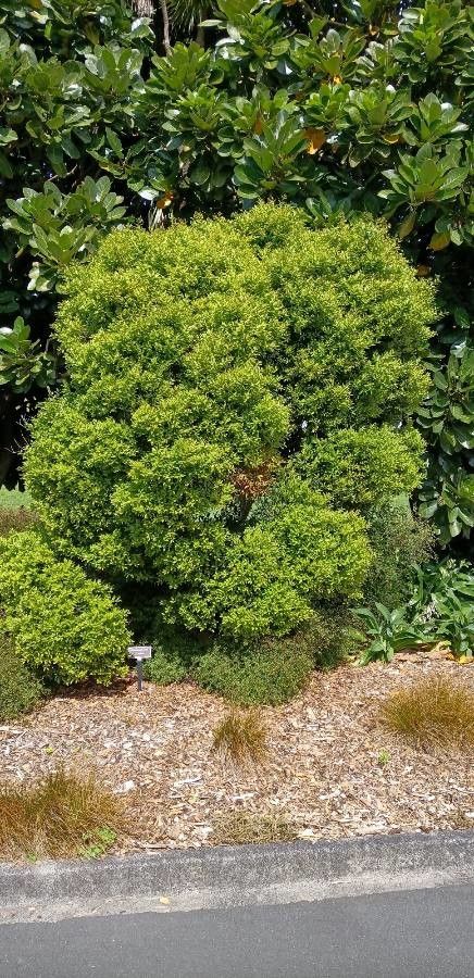 Metrosideros bartlettii habit