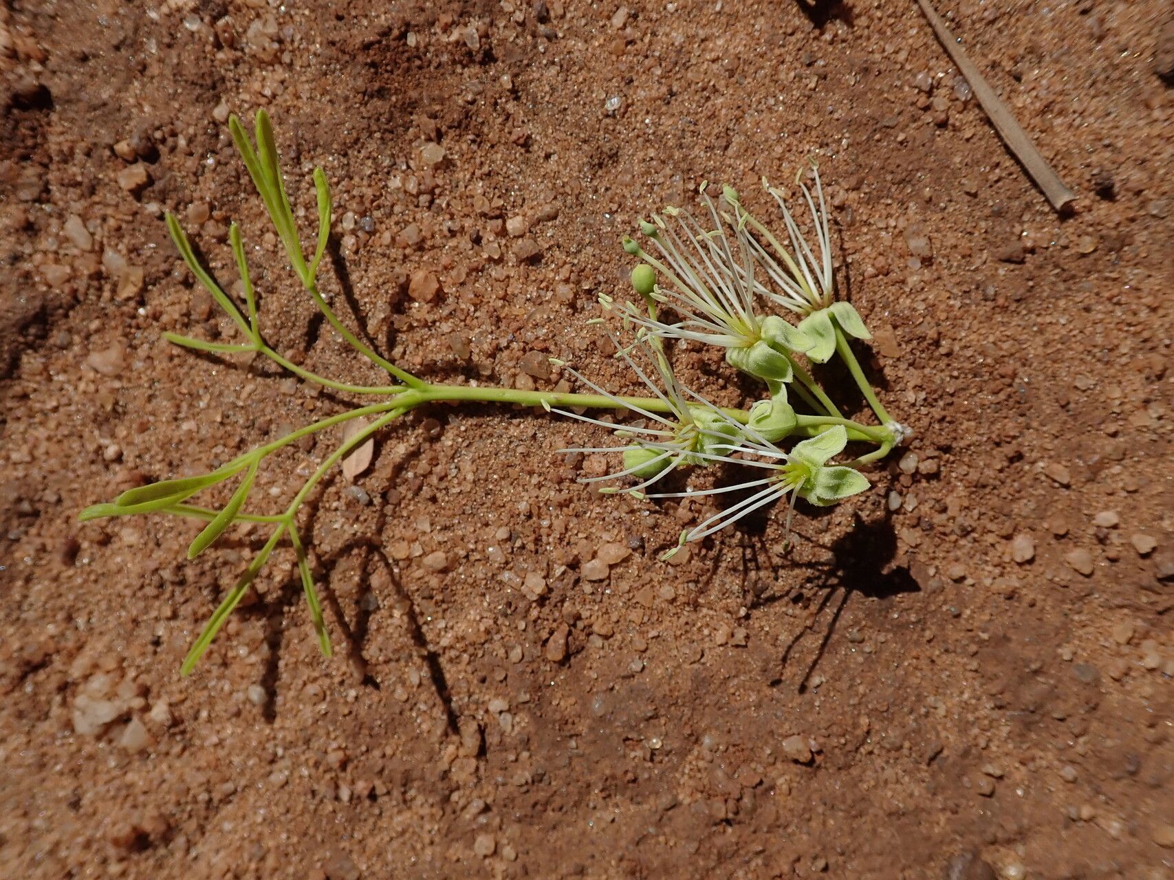 Maerua baillonii — related species from the same genus