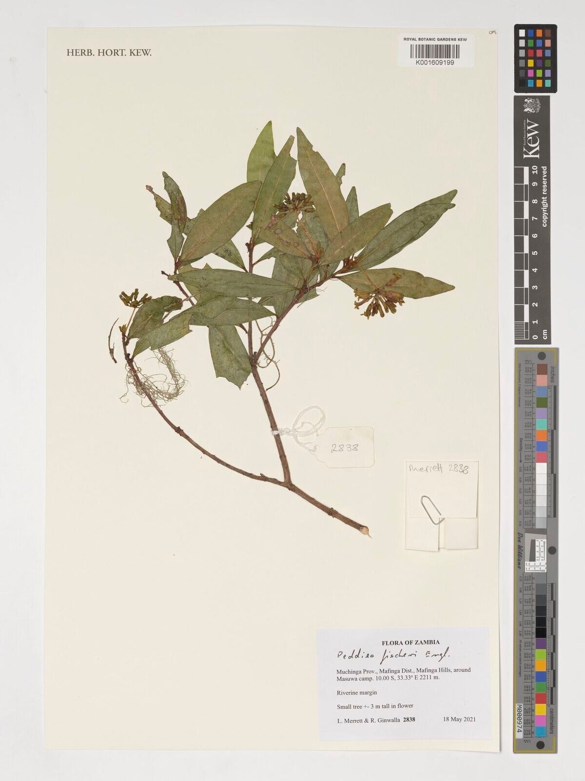 Peddiea fischeri — related species from the same genus