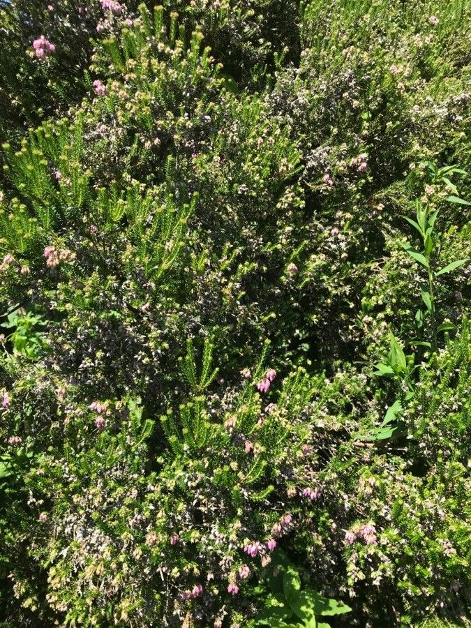 Erica terminalis habit