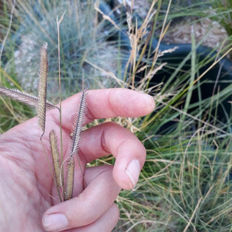 Chondrosum gracile leaf