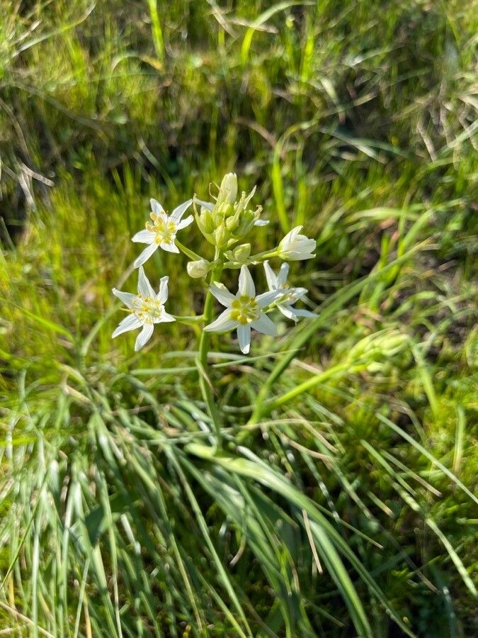 Toxicoscordion fremontii flower