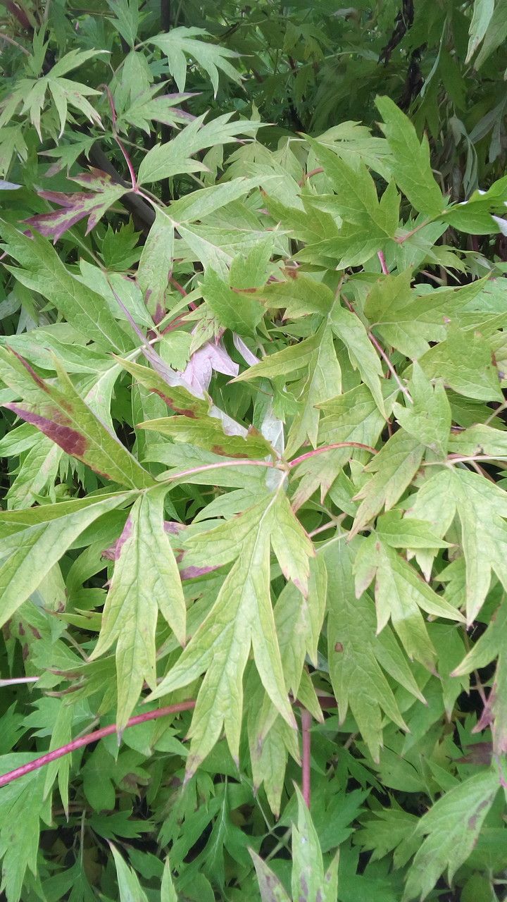 Paeonia delavayi leaf