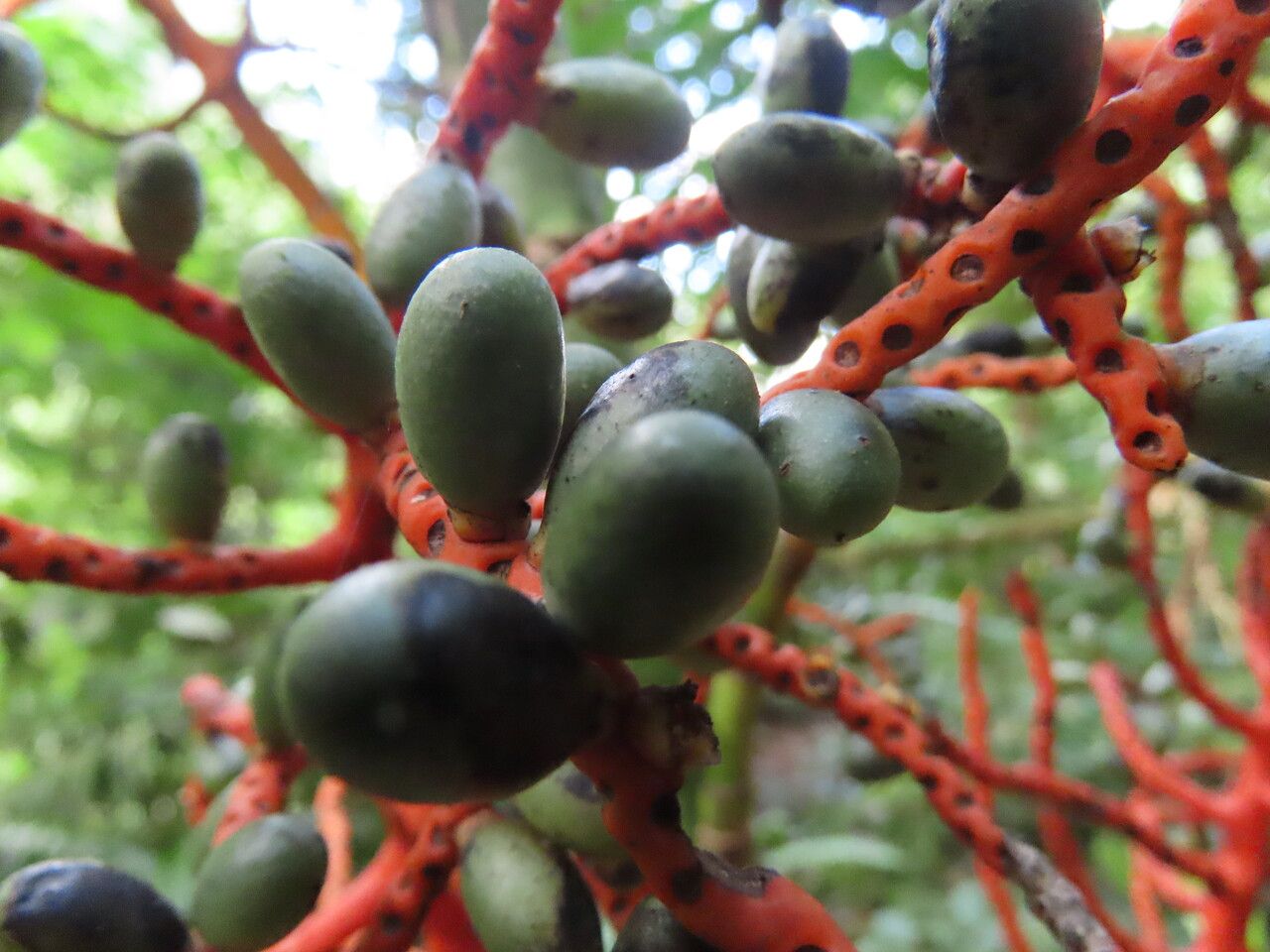 Chamaedorea tepejilote fruit
